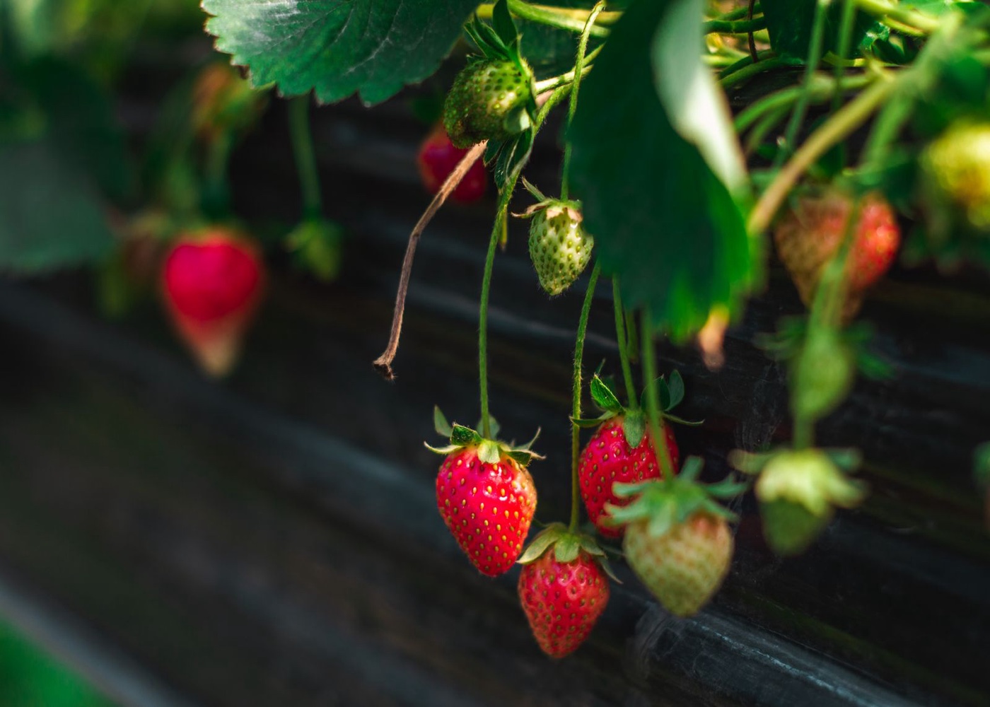 Berries