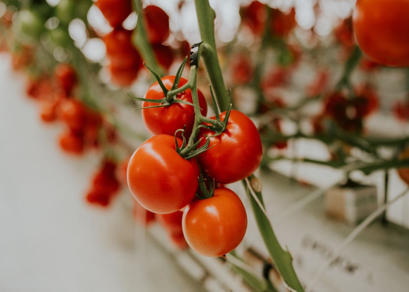 Tomate